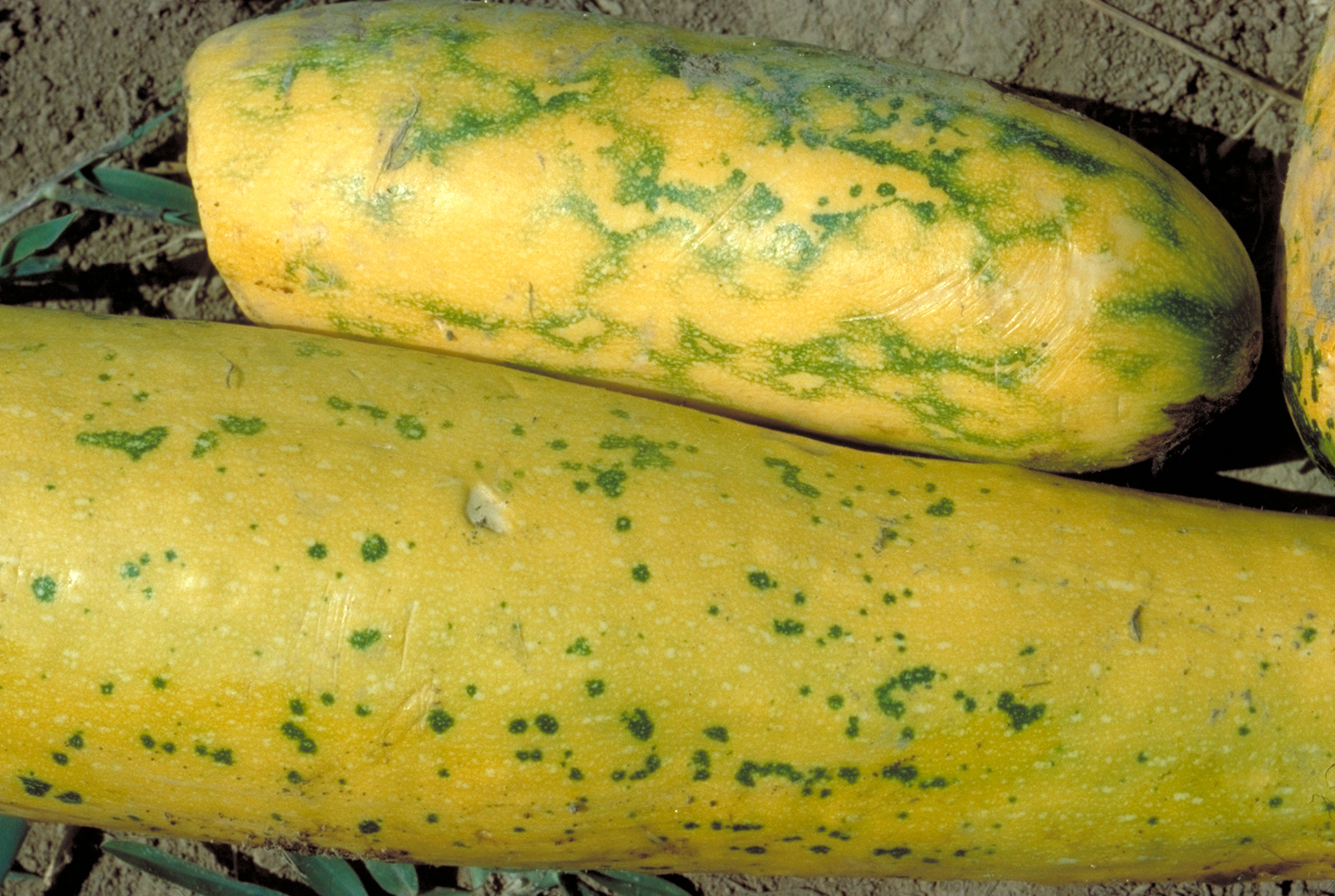 virus-diseases-of-cucurbit-crops-scouting-guides-for-problems-of